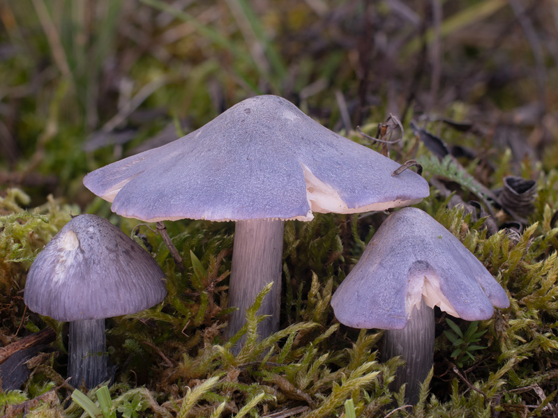 Entoloma bloxamii